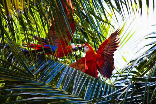 palm tree two red macaws on green leafed tree parrot